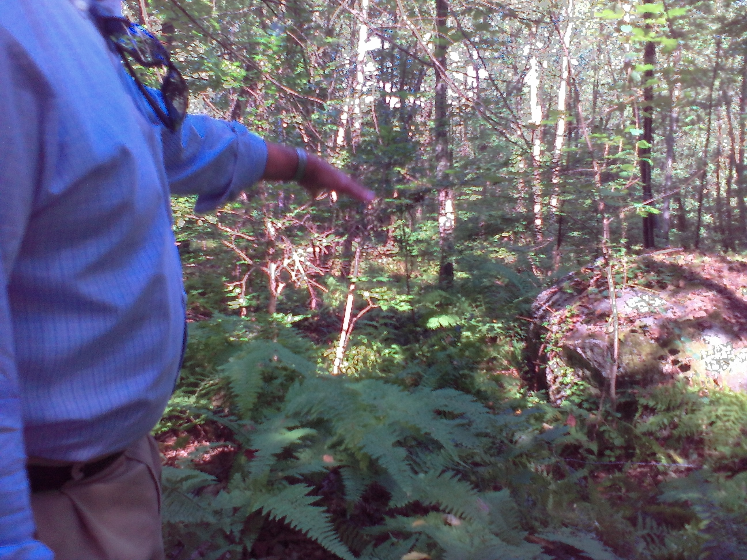 Ellis Ruley Property Hammond Rd - 1